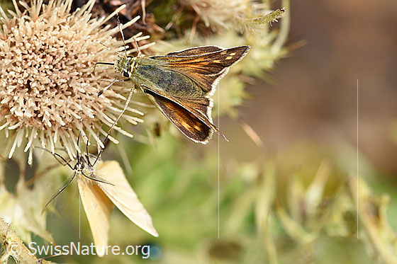 Photo: Hesperia comma on Cirsium spinosissimum. View from the front above.