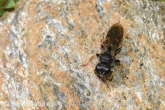 Foto: Wahrscheinlich Crabro alpinus (Grabwespe). Länge 10mm. Weibchen. Ansicht von vorne oben. Die Flügel sind gefaltet.