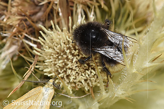 Photo: Bombus wurflenii on Cirsium spinosissimum. Length 13mm. View from the side above.