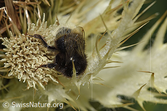 Photo: Bombus wurflenii on Cirsium spinosissimum. Length 13mm. View from above.