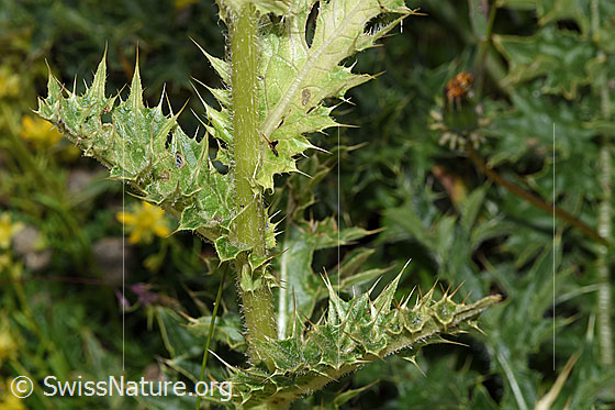 Foto: Alpen-Kratzdistel (Cirsium spinosissimum). Stängel und Blätter.