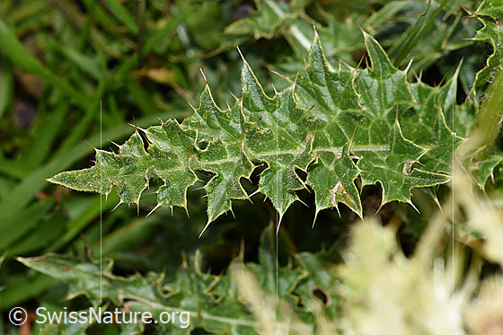 Photo: Cirsium spinosissimum. Leaf with spines.