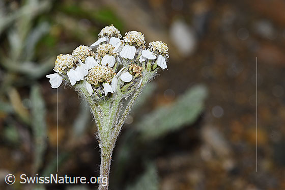 Foto: Zwerg-Schafgarbe (Achillea nana). Blütenstand. Ansicht von der Seite.