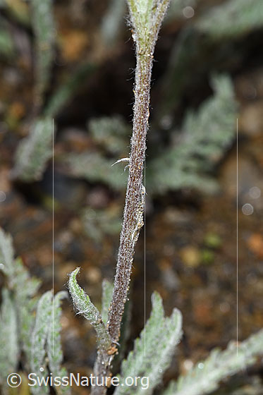Photo: Achillea nana. Stem.