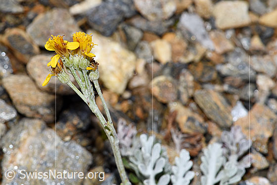 Photo: Senecio incanus. Blossoms and stem. View from the side.
