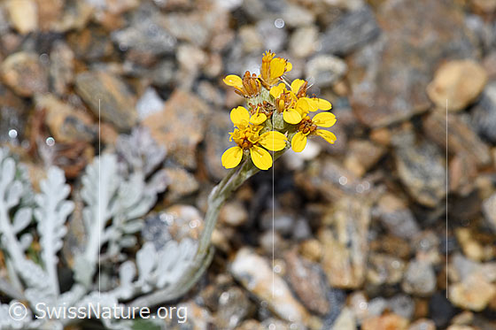 Photo: Senecio incanus. Blossoms. View from above.