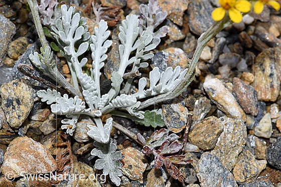 Photo: Senecio incanus. Leaves.