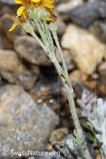 Photo: Senecio incanus. Stem.