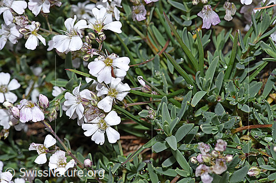 Foto: Kriechendes Gipskraut (Gypsophila repens). Blüten und Blätter.