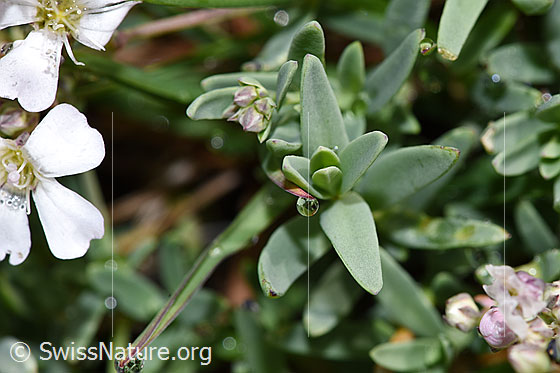 Photo: Gypsophila repens. Leaves.