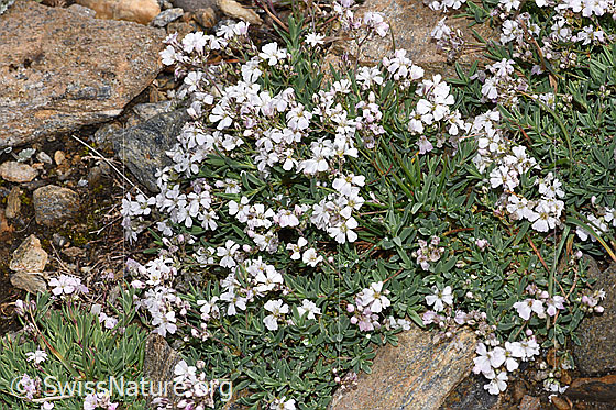 Foto: Kriechendes Gipskraut (Gypsophila repens). Ganze Pflanze (Habitus).