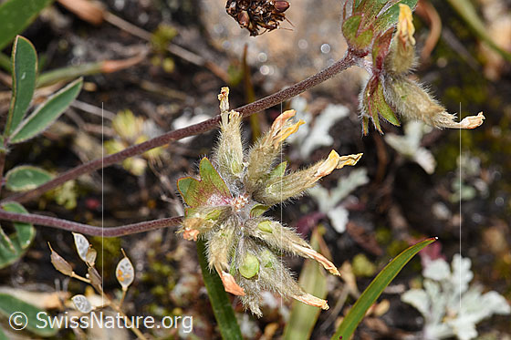 Foto: Alpen-Wundklee (Anthyllis vulneraria ssp. alpestris). Verblühte Blüten.