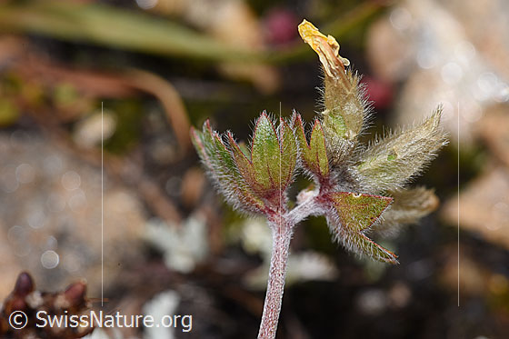 Foto: Alpen-Wundklee (Anthyllis vulneraria ssp. alpestris). Verblühte Blüten.