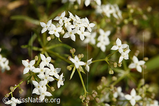 Photo: Galium anisophyllon. Blossoms.