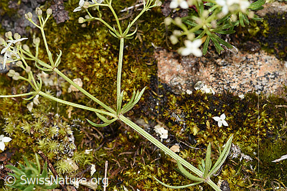 Photo: Galium anisophyllon. Stem and leaves.