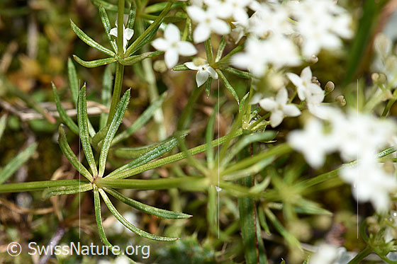 Photo: Galium anisophyllon. Stem and leaves.