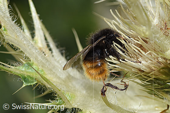 Photo: Bombus wurflenii on Cirsium spinosissimum. Length 13 - 16mm. View from the side.