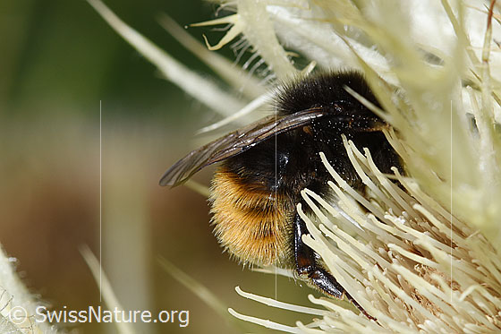 Photo: Bombus wurflenii on Cirsium spinosissimum. Length 13 - 16mm. View from the side.