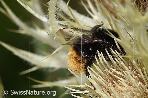 Photo: Bombus wurflenii on Cirsium spinosissimum. Length 13 - 16mm. View from the side above.