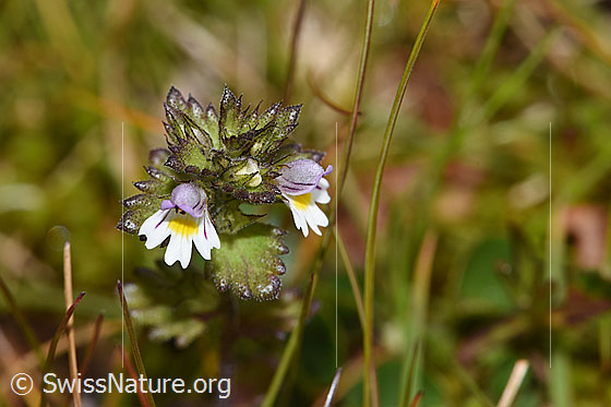 Foto: Zwerg-Augentrost (Euphrasia minima). Weisse Blüten und Blätter.