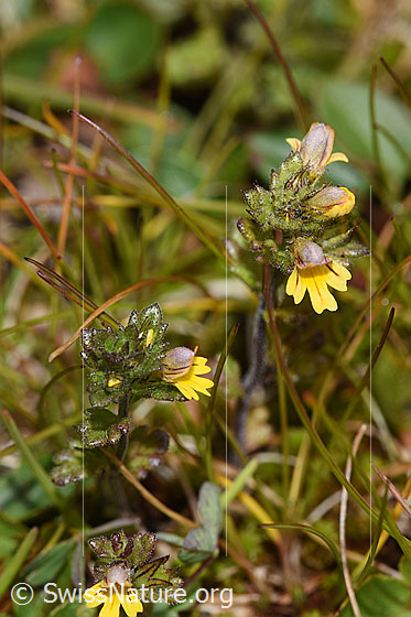 Foto: Zwerg-Augentrost (Euphrasia minima). Gelbe Blüten und Blätter.