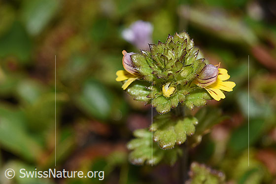 Photo: Euphrasia minima. Yellow flowers and leaves.