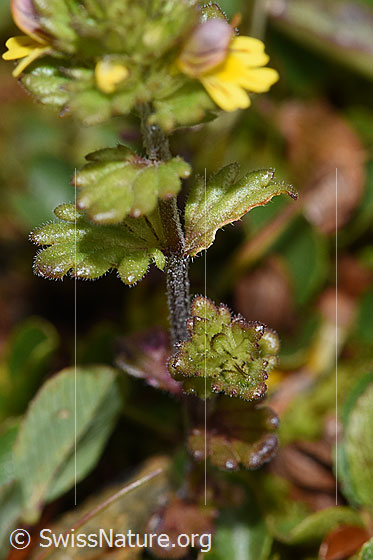 Photo: Euphrasia minima. Stem and leaves.