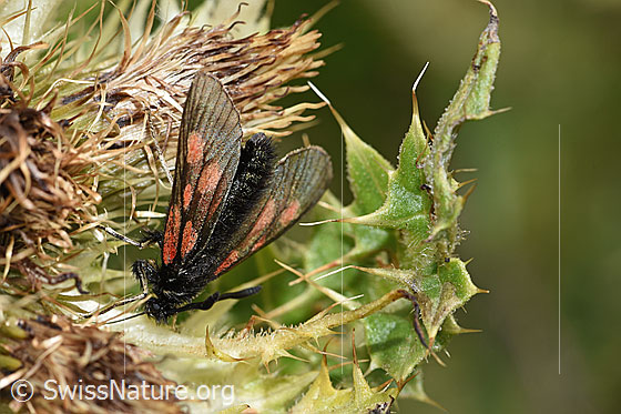 Photo: Zygaena exulans on Cirsium spinosissimum. View from diagonally above.