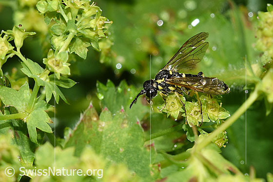 Photo: Probably Tenthredo brevicornis. Length 9 - 11mm. View from the side.