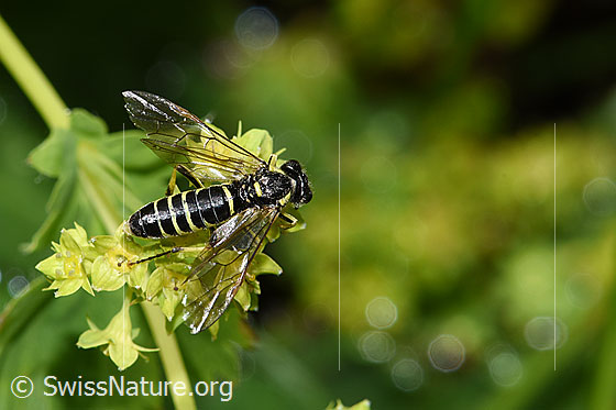 Photo: Probably Tenthredo brevicornis. Length 9 - 11mm. View from above.