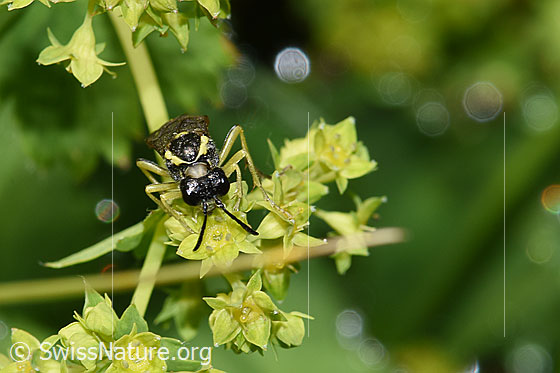 Photo: Probably Tenthredo brevicornis. Length 9 - 11mm. View from the front.
