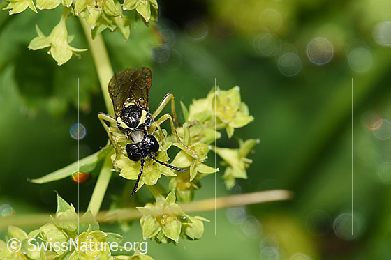 Photo: Probably Tenthredo brevicornis. Length 9 - 11mm. View from the front oben.
