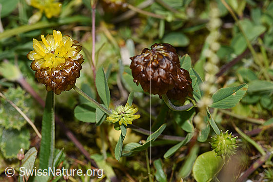 Photo: Trifolium badium. Whole plant (habiti).