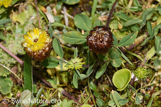 Foto: Braun-Klee (Trifolium badium). Ganze Pflanze (Habitus).