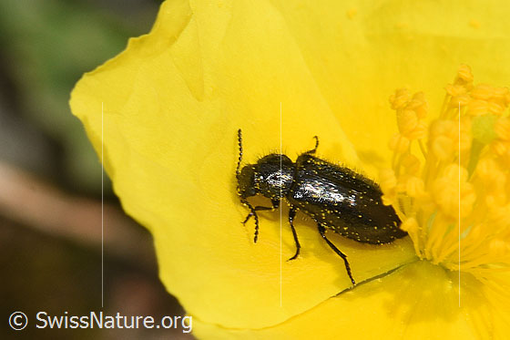 Photo: Dasytes obscurus on flower. Length 5.5mm. View from diagonally above.