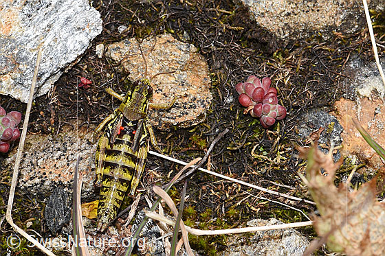 Foto: Nordische Gebirgsschrecke (Bohemanella frigida). Ansicht von oben.