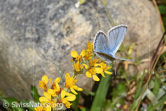 Photo: Probably Lysandra bellargus on Senecio incanus. Wings half open. View from the side above.