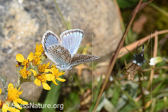 Photo: Probably Lysandra bellargus on Senecio incanus. Wings half open. View from the side.
