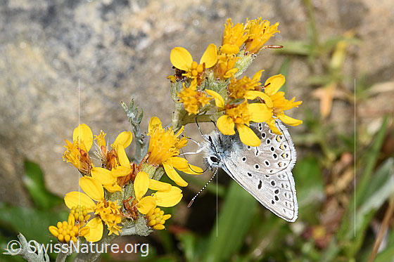 Photo: Probably Lysandra bellargus on Senecio incanus. Wings closed. View from side front.