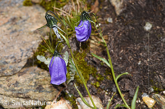 Foto: Scheuchzers Glockenblume (Campanula scheuchzeri). Blüten und Stängel.