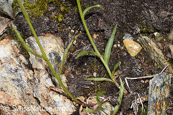 Foto: Scheuchzers Glockenblume (Campanula scheuchzeri). Blätter und Stängel.