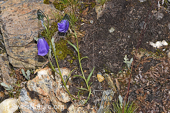 Foto: Scheuchzers Glockenblume (Campanula scheuchzeri). Ganze Pflanze (Habitus).