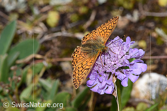 Foto: Wahrscheinlich Ähnlicher Perlmuttfalter (Boloria napaea) auf Glänzender Skabiose (Scabiosa lucida). Flügel geöffnet. Ansicht von seitlich vorne oben.