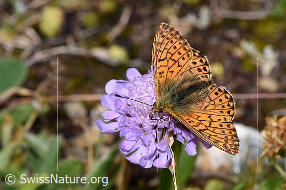 Foto: Wahrscheinlich Ähnlicher Perlmuttfalter (Boloria napaea) auf Glänzender Skabiose (Scabiosa lucida). Ansicht von schräg oben.