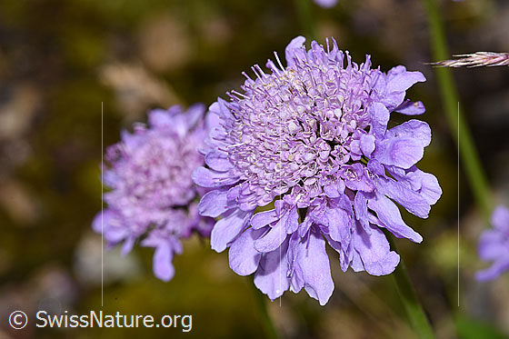 Glänzende Skabiose (Scabiosa lucida)