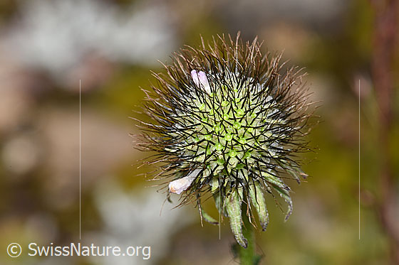 Foto: Glänzende Skabiose (Scabiosa lucida). Verblühte Blüte.