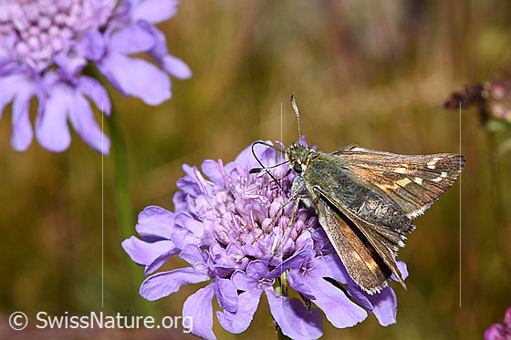 Photo: Hesperia comma on cabiosa lucida. Female. View from diagonally above.