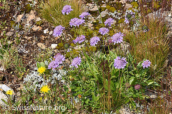 Foto: Glänzende Skabiose (Scabiosa lucida). Gruppe mit mehreren Pflanzen (Habitus).