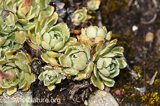 Foto: Trauben-Steinbrech (Saxifraga paniculata). Blattrosetten.