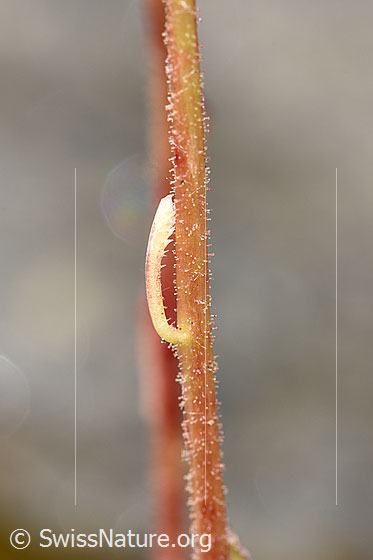 Photo: Saxifraga paniculata. Stem and stem leaf.
